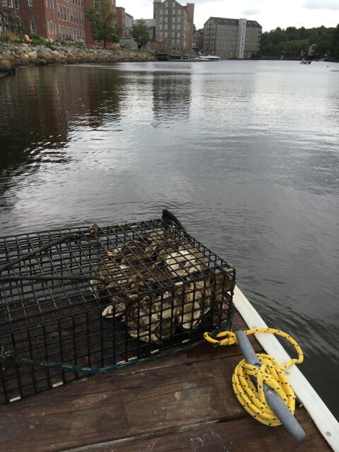 Oyster spat cage